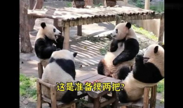 熊猫的视频,熊猫视频里的温馨日常