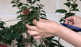 三角梅的修剪方法视频,视频教程精华概述